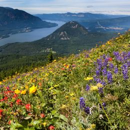 Columbia River Cruises