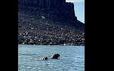 Guests spent several days searching (successfully!) for polar bears, walruses, seals, whales and other wildlife among the islands.