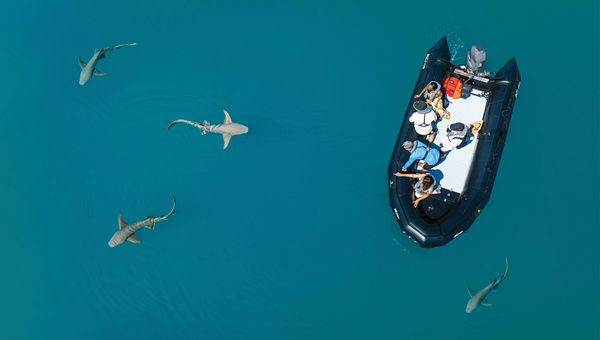 Nurse sharks swimming near a Zodiac in Kuri Bay.