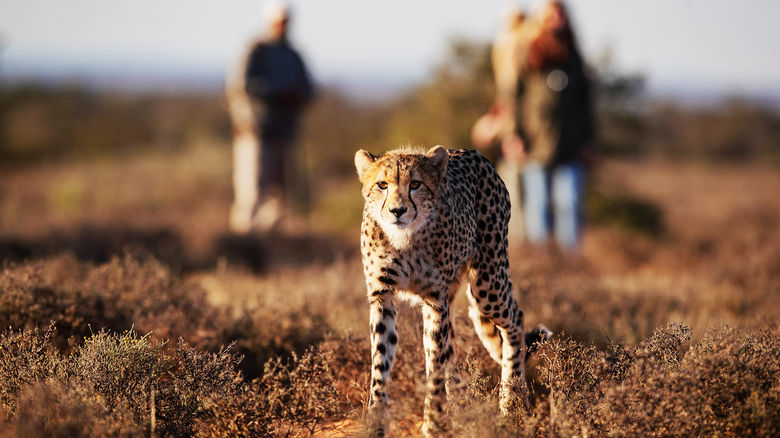 Samara Karoo Reserve in South Africa's Eastern Cape launched a guided hiking adventure to spot cheetahs in the area.