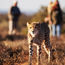 Samara Karoo Reserve creates cheetah-tracking package