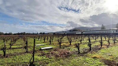 The sun shines on a vineyard and the vintage rail cars of the Napa Valley Wine Train.