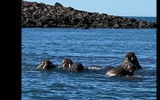 Walruses were spotted in Svalbard, along with polar bears, seals, whales and other wildlife.