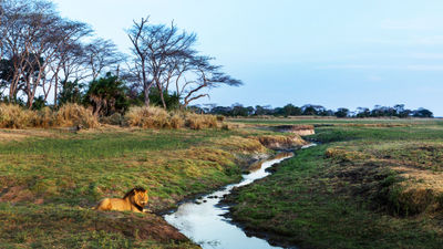 The Busanga Plains area in Zambia's Kafue National Park is known for its rich lion populations.